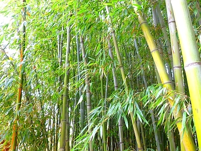 现代风景 绿色竹林风景