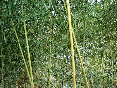 现代风景 绿色竹林风景