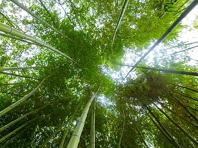 现代风景 绿色竹林风景