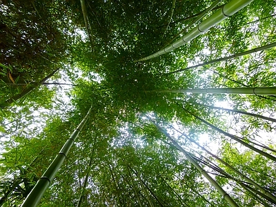 现代风景 绿色竹林风景