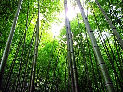 现代风景 绿色竹林风景