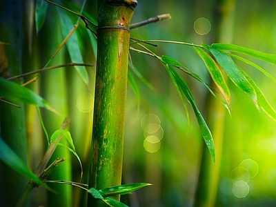 现代风景 绿色竹林风景