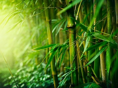 现代风景 绿色竹林风景