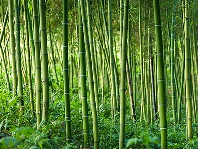 现代风景 绿色竹林风景