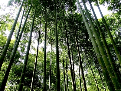 现代风景 绿色竹林风景