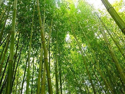 现代风景 绿色竹林风景