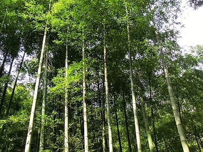 现代风景 绿色竹林风景