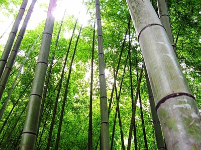 现代风景 绿色竹林风景