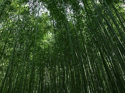 现代风景 绿色竹林风景