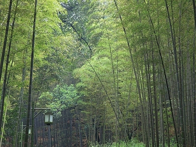 现代风景 绿色竹林风景