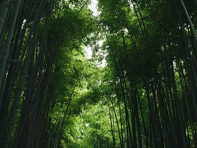 现代风景 森林风景 竹林自然风景