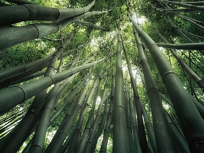 风景 竹林