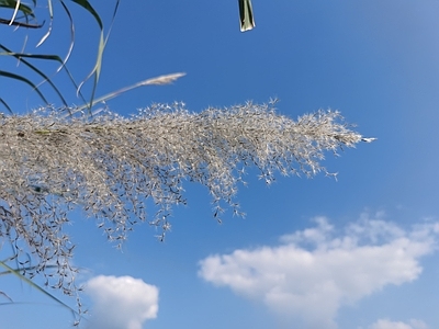 现代中式壁纸 植物壁纸 天空