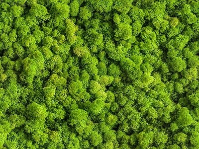 现代简约自然地面 无缝自然草地 草坪绿植 草坪