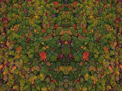 现代风景 森林俯视图 植物 自然外景