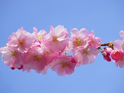 现代风景 自然风景 花 天空 背景