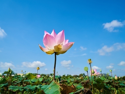 现代风景 自然风景 荷花 天空 背景