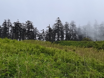 现代风景 云雾森林 原始森林自然风景 外景风景 竹林