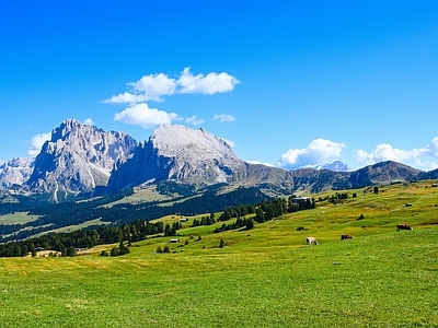 现代风景 高草原风光 蓝天白云天空 坡树林 草地牧场牛群 农舍村