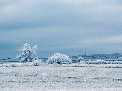 现代风景 阴天林雪景 冬季雪地风光 草原雪原坡 雪树林 多云天空