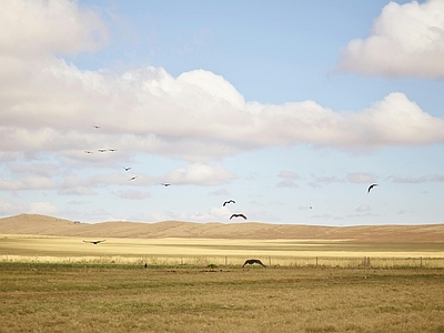 现代风景 秋冬草原风光 蓝天白云天空 牧场草地 远脉 飞鸟鸟类田野田园