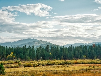 现代风景 秋季草地远风光 松树林高植被 草原灌木丛 蓝天白云云雾外景 野外户外田园牧场