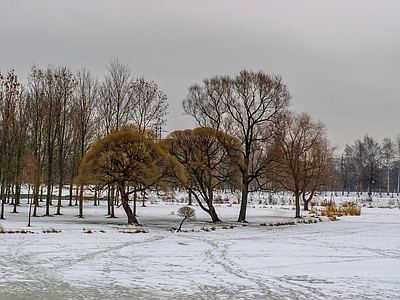 现代风景 冬季阴天树林雪地 雪景红树林 多云乌云天空 城市小区公园 别墅园林庭院外景