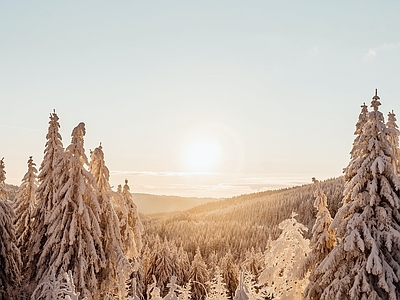 现代风景 冬季黄昏树林雪景 雪地松树林外景 坡高脉风光 落日夕阳蓝天天空 林植被顶窗景