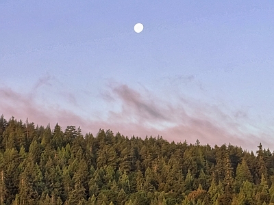 现代风景 黄昏林月亮天空 落日夕阳晚霞夜空 半腰别墅外景 坡顶松树林 森林植被风光风景