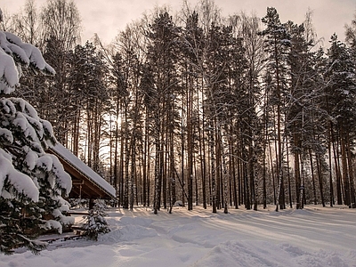 现代风景 黄昏松树林雪景 冬季雪地风光 夕阳落日森林风景 林区别墅民宿外景 庭院园林野外