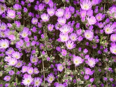 现代绿植墙 鲜花绿植