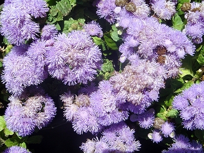 现代绿植墙 鲜花绿植