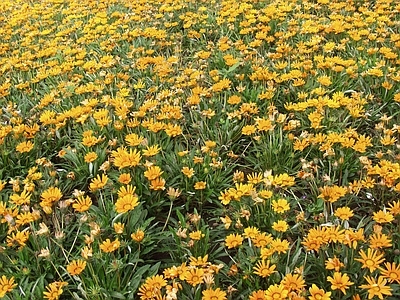 现代绿植墙 鲜花绿植