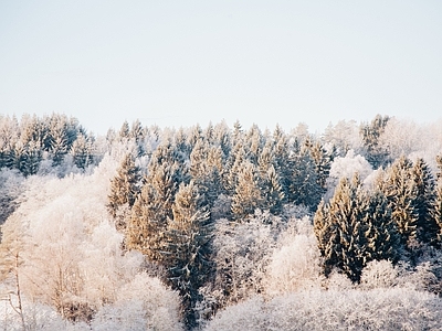 现代风景 秋冬阴天松树林 冬季雪景高树林 窗景外景顶景