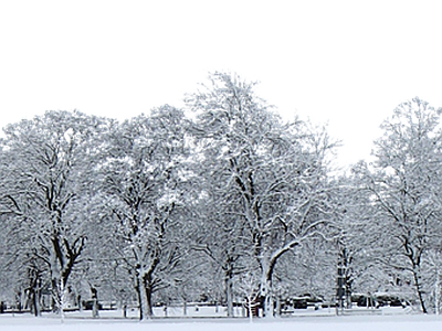 现代风景 雪景 树林 自然 雪地 白天