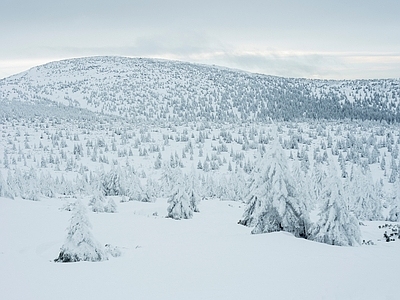 北欧风景 雪景 雪林