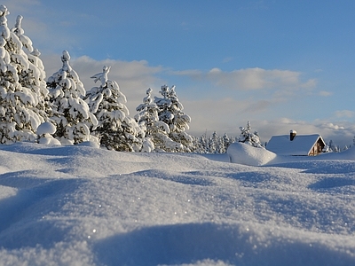 北欧风景 雪景 雪林 雪松