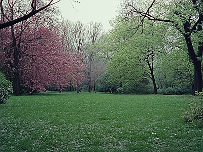 现代风景 公园森林草坪花园