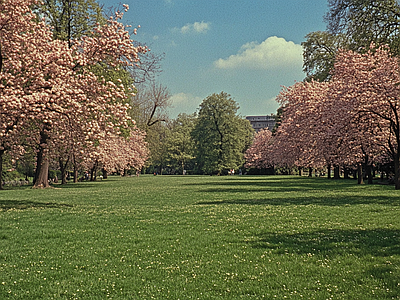 现代风景 公园森林草坪