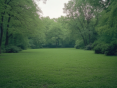 现代风景 公园森林草坪