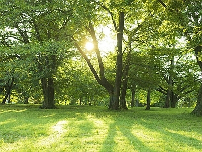 现代风景 户外风景 户外自然风景 树木风景 外景风景