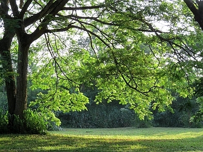 现代风景 户外风景 户外自然风景 树木风景 外景风景