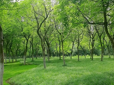 现代风景 户外风景 户外自然风景 树木风景 外景风景