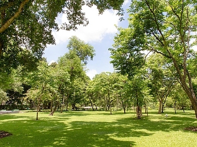 现代风景 户外风景 自然风景 树木风景 外景风景