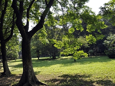 现代风景 户外风景 户外自然风景 树木风景 外景风景