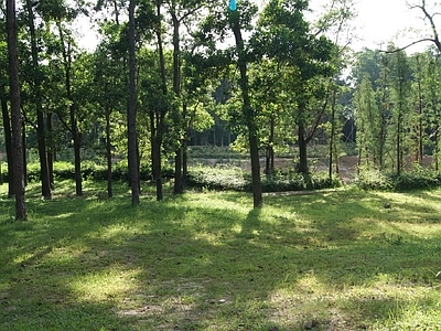 现代风景 户外风景 自然风景 树木风景 外景风景