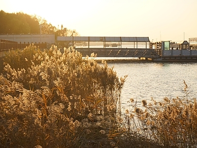 现代风景 芦苇 河边 船 夕阳 黄昏