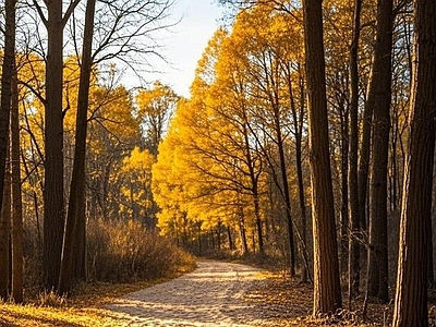 现代风景 秋天 森林 小路 枫叶 白天