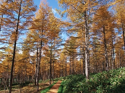 现代风景 秋天 山路