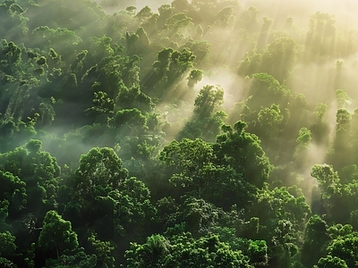 现代风景 森林 山 白天 早晨